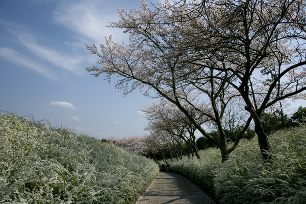 【花のある情景】春色の回廊