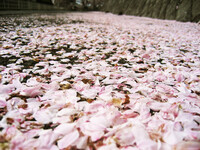 桜の花道