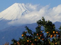 静岡ミカンと富士山