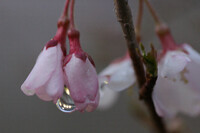 【春】桜の目