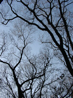 ◆冬枯れのオブジェ-C 雑木林