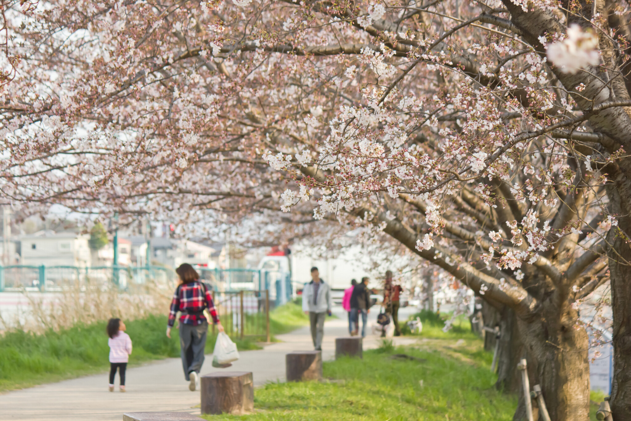 土手の桜並木