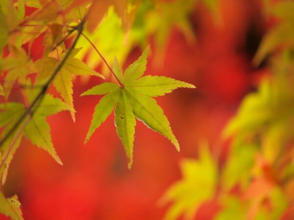 【トキメキの色】紅の秋