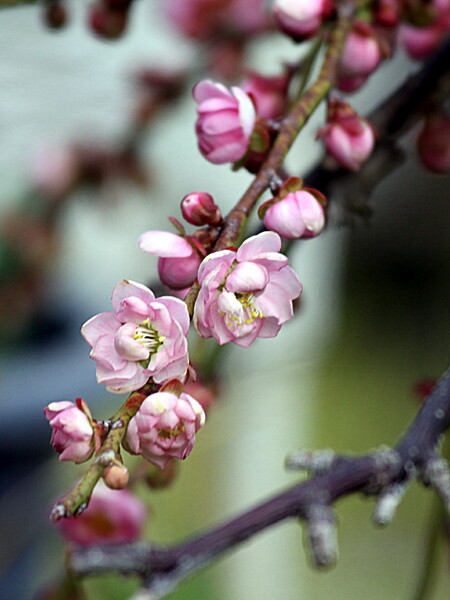 【春の予感】梅の花が咲き始めました。