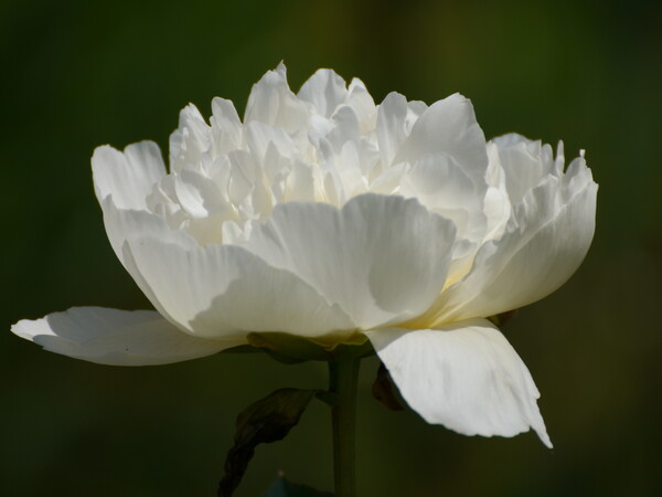 白い花のシャクハチ