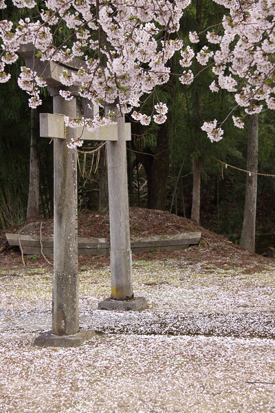 東北桜紀行Ⅴ