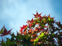 紅葉の始まる青空