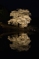 【淡彩】苗代桜満開ライトアップ