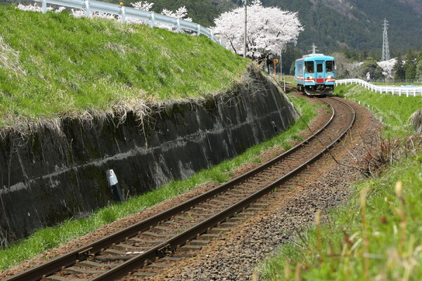 桜は満開