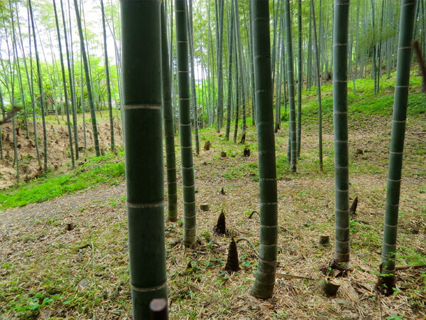 竹の子・筍