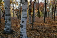 晩秋の午後の林