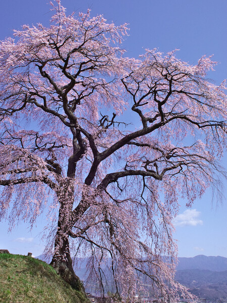 【おだやかに・・・春】 麻績の里 石塚桜