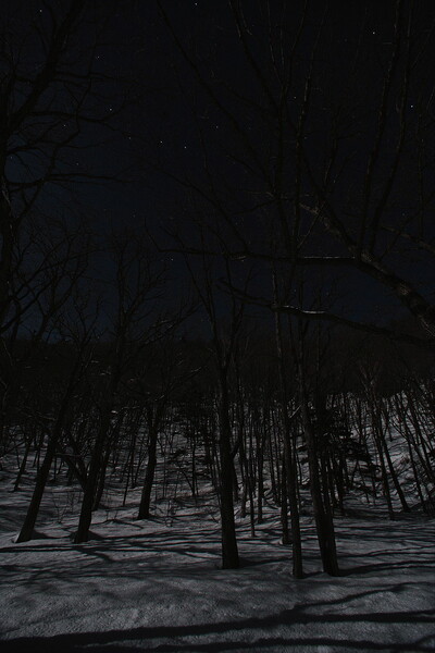 月光降り注ぐの森