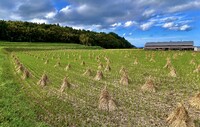 初秋の田園風景