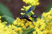 Great Black Wasp(Sphex Pensylvanicus)