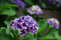 ことしの紫陽花
