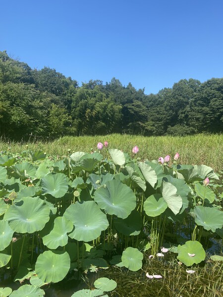 真夏のハス池