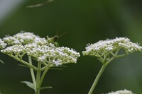 越湖湯沢の山奥にて ５