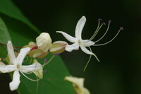 紫色の花粉