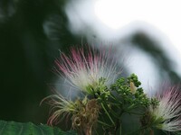 ネムノキの花