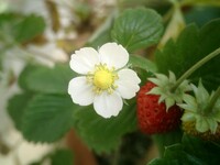 ワイルドストロベリー　花　と　苺