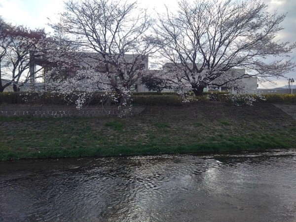 向こう岸の桜並木