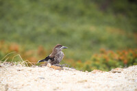 ホシガラス幼鳥