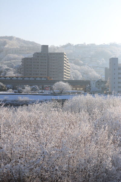 【今年の一枚】雪の広島