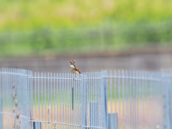 首の長いスズメ？