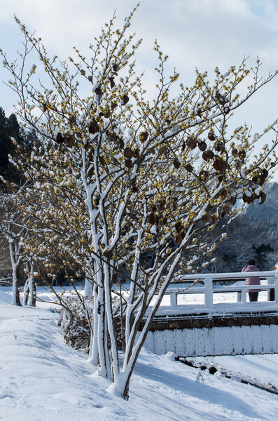 雪が咲く木