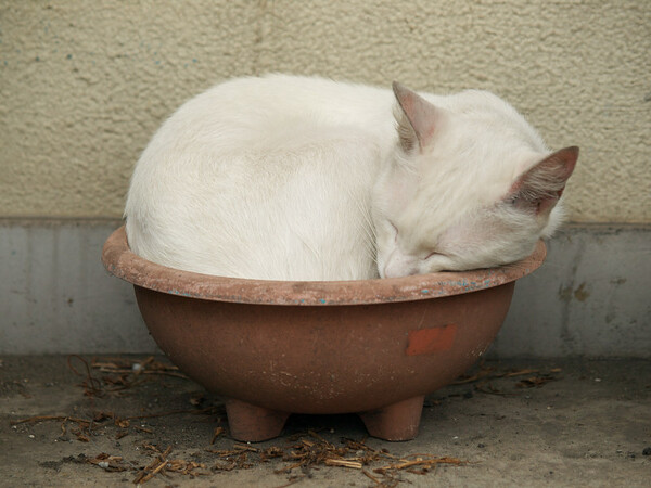 猫丼大盛