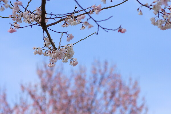 桜にさくら