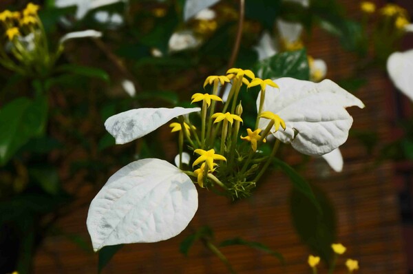 日黄花