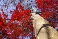 秋の大木