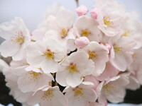 桜のブーケ