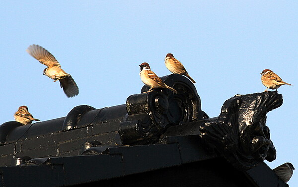 屋根の雀
