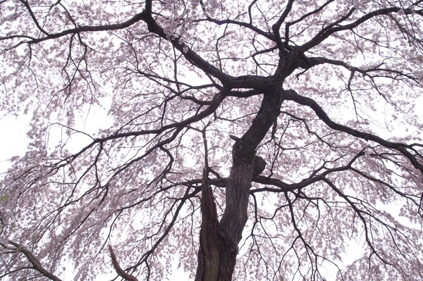 広橋（下市）の桜