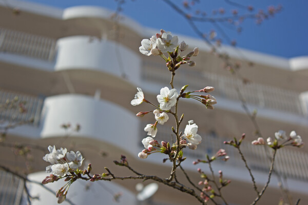 桜（ソメイヨシノ）咲く