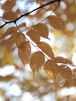 【絵のような】 秋の葉たち