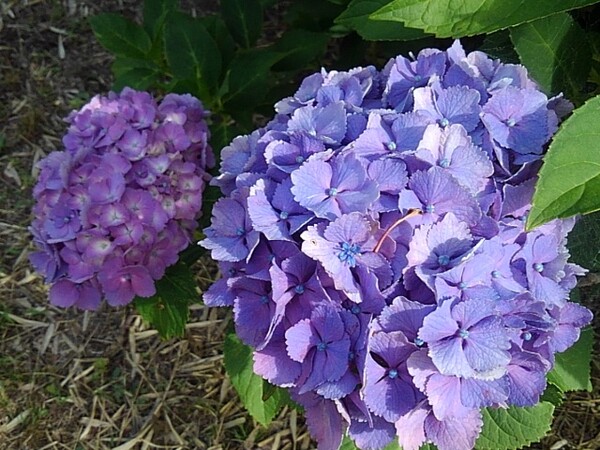 濃さが微妙に違う紫色のアジサイの花