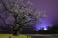 老梅、桜の知らせ