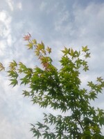 モミジと鱗雲