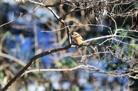 雪の残る雑木林にて