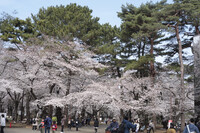 大宮公園の桜と人々