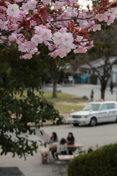 [ザ・ワールド]桜の花咲く頃