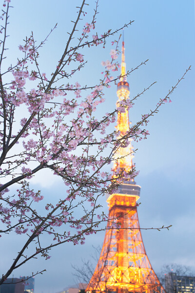 東京の桜とタワー
