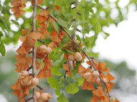 なんでこの色？