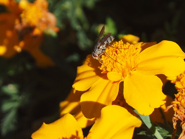 マリンゴールドに留まる蝿