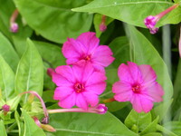 散歩で見つけた花　３