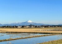 大山＆コハクチョウ、マガン